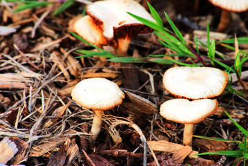 fairy ring mushroom, fairy ring champignon or Scotch bonnet (Marasmius oreades)