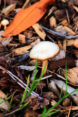 fairy ring mushroom, fairy ring champignon or Scotch bonnet (Marasmius oreades)