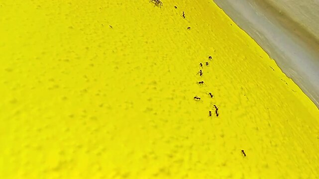 Anasaitis canosus is looking for ants