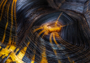 The shell of an old large turtle in close-up.