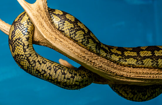 Yellow python on a tree branch in close-up.