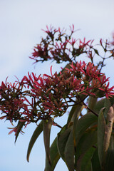 seven-son flower (Heptacodium miconioides)