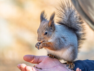A squirrel in the spring or autumn eats nuts from a human hand. Eurasian red squirrel, Sciurus vulgaris