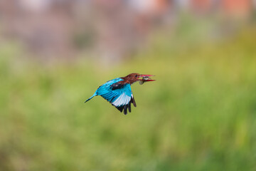 White-throated Kingfisher in mid-flight holding a fresh catch, showcasing vibrant blue wings and striking chestnut plumage. Dynamic wildlife action moment captured with sharp detail and natural light.