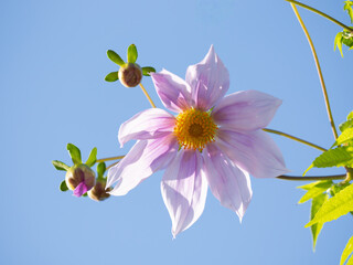 青空背景の皇帝ダリア