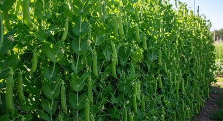 Lush wall of vibrant green pea pods thriving in a garden under the daylight