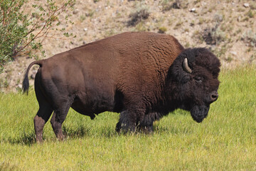 Bison portrait in Yellowstone National Park, USA