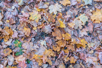 Orange and yellow fallen leaves in the sunlight.