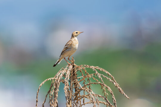 Paddyfield Pipit perched on a natural grass stem, showing its warm brown plumage and subtle streaks. A calm and detailed portrait of this common grassland bird in its natural habitat.