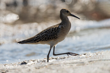 A Ruff (Philomachus pugnax) wading along a riverbank, searching for food in its natural wetland habitat, with detailed plumage and serene water reflections