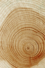 Naklejka premium Slice of wood timber with juniper tree rings, natural geometric pattern, abstract nature background. Natural wooden organic textures and shapes, monochrome brown beige gradient, vertical format