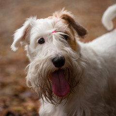 Sealyham terrier close-up portrait in autumn park