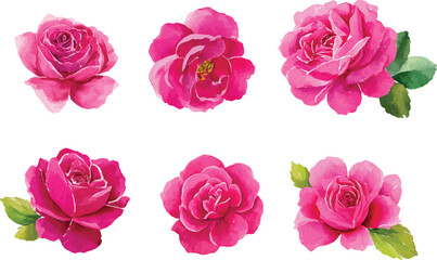 Fototapeta premium set of roses isolated on white