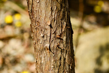 Cephalotaxus harringtonia is an evergreen shrub with soft needle leaves and red ripening fruit, widely grown in Korean forests and gardens. Photographed in Korea.