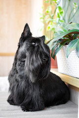 Black scottish terrier sitting on a balcony