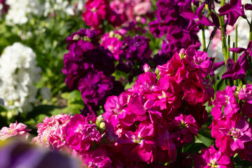 Obraz premium Vibrant Purple and Pink Flowers Bloom in a Sunny Garden During Springtime
