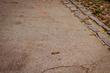 Pathway Covered With Fallen Leaves Near Cobblestones in a Quiet Urban Setting During Autumn