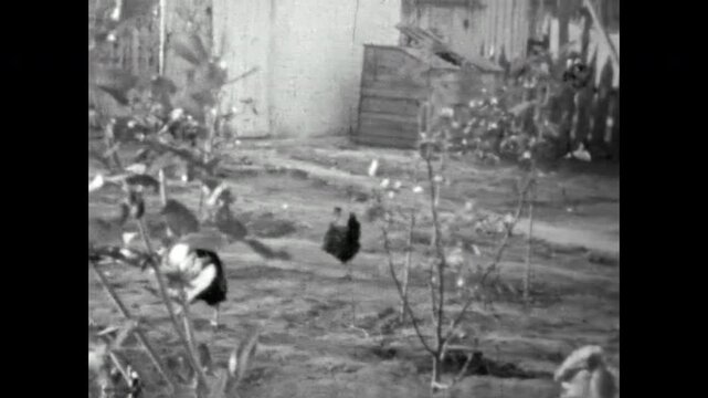 Archival film, rural household, free-range chickens walking among trees and dry grass in summer. No people. Countryside moment showing simple organic life and traditional farming. Old vintage archive.