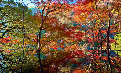 The beautiful autumn leaves reflecting on the water in Kyoto, Japan.