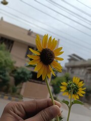 Hand holding a vibrant sunflower against a blurred urban background