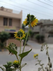 Closeup of vibrant sunflowers blooming with buds against a blurred urban background