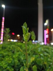 Green plant sprout in focus against a blurred city night lights background