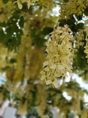 Closeup of vibrant yellow golden shower tree blossoms hanging