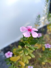 Beautiful pink periwinkle flower in full bloom with blurred background