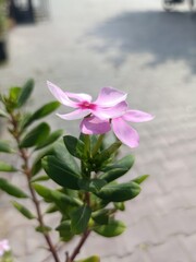 Pink flower with green leaves blooming in a garden on a sunny day