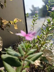 Beautiful pink flower with lush green leaves and natural outdoor setting