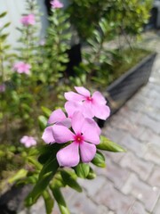 Closeup of vibrant pink periwinkle flowers blooming in a garden