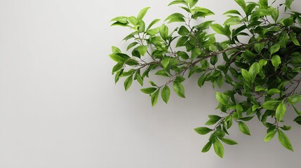 Obraz premium A Branch of a Green Plant on a White Background