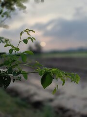 Green leaves on a branch with a blurred sunset over a field