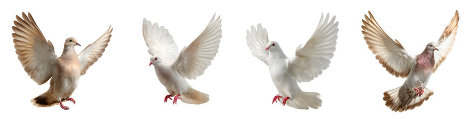 Obraz premium Flying dove collection isolated on a transparent PNG background, white background, cut out