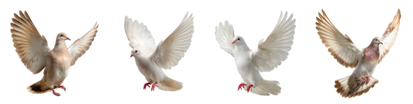 Flying dove collection isolated on a transparent PNG background, white background, cut out