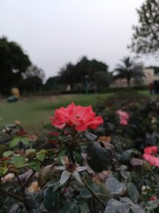Closeup of a vibrant red rose blooming in a lush green garden
