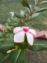 Closeup of a vibrant light pink periwinkle flower with a red center