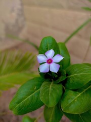 Closeup of a delicate white and pink flower blooming among green leaves