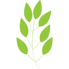 Illustration of a simple green branch with multiple oval shaped leaves against a clean white background with a transparent element