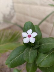 Closeup of a delicate white flower with a vibrant pink center amidst green leaves