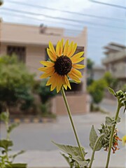 Bright yellow sunflower blooming against a blurred urban background