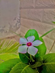 Closeup of a delicate white flower with a vibrant pink center among green leaves