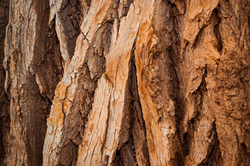 Unique Texture of Tree Bark Showcases Natural Patterns and Earthy Tones in a Forest Setting