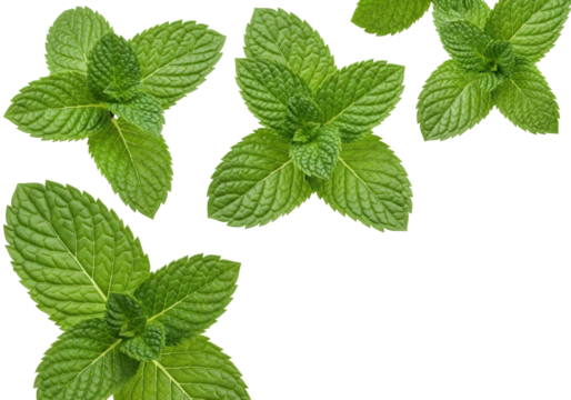 Fresh emerald green mint leaves, intricate veins, dew drops, dynamically arranged, floating on transparent background with copy space, concept of fresh culinary ingredients - Powered by Adobe