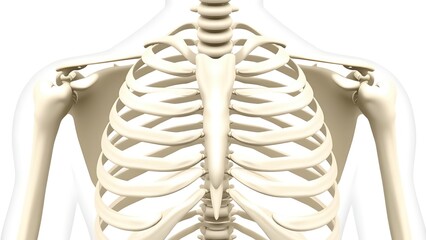  Diagrammatic illustration of a human thoracic skeleton focusing on the sternum structure. 