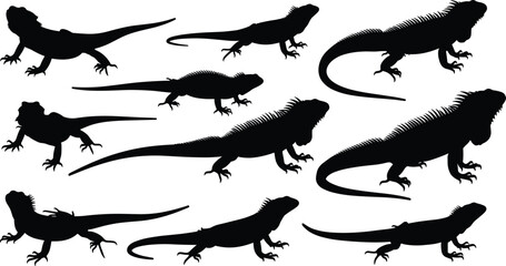 WebTropical Animals and Lizards in Various Poses for Wildlife, Exotic Pets, and Nature Graphics