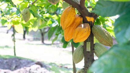 Cocoa tree with abundant fruit, cocoa tree with yellow fruit, cocoa tree with green fruit, cocoa tree in garden,copy space,coverpage