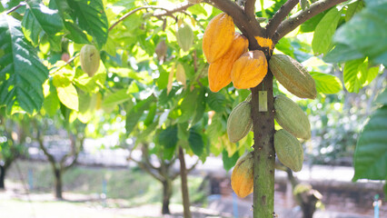 Cocoa tree with abundant fruit, cocoa tree with yellow fruit, cocoa tree with green fruit, cocoa tree in garden,copy space,coverpage