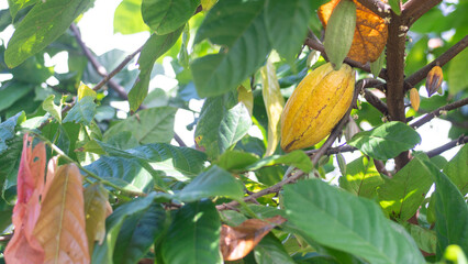 Cocoa tree with abundant fruit, cocoa tree with yellow fruit, cocoa in the garden,copy space,coverpage