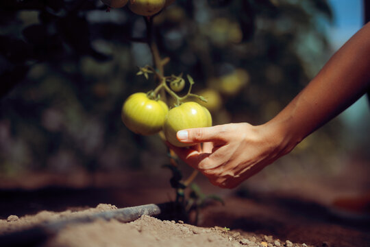 Hand of a Farmer Protecting Green Tomatoes in Hothouse. Person caring for her food growing hobby and the produce 

